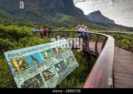 Sud Africa, Città del Capo, Kirstenbosch National Botanical Garden, visitatori su sopraelevato alberi passerella a informazioni uccelli Foto Stock