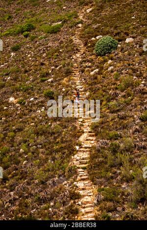 SAf1055 Sud Africa, Città del Capo, Table Mountain, i visitatori che si arrampicano su Lower Station Trail pietra passi verso Kloof Corner Ridge Foto Stock