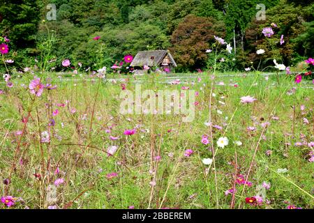 Vista ad angolo basso attraverso uno dei colorati campi di fiori di Shirakawa con una casa tradizionale con tetto in paglia sullo sfondo Foto Stock