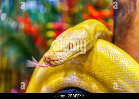 Il python birmano di Albino avvolto intorno ad un uomo. È un animale domestico popolare in Thailandia. Foto Stock