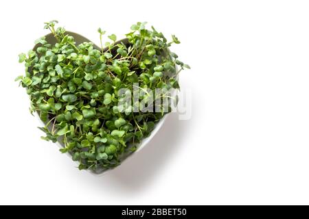 Semi di ravanello germogliati microgreens in cuore a forma di scatola. Germinazione del seme a casa. Vista dall'alto. Spazio per il testo. Concetto Vegan e sano mangiare. Gr Foto Stock