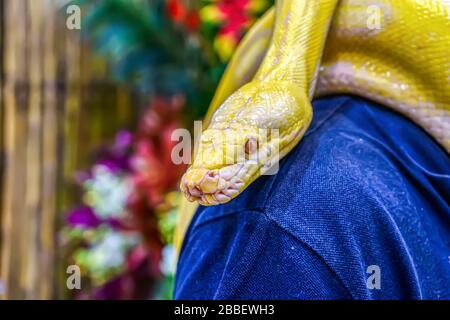 Il python birmano di Albino avvolto intorno ad un uomo. È un animale domestico popolare in Thailandia. Foto Stock