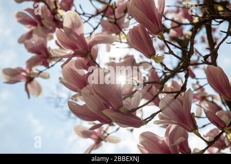 31 marzo 2020, Baviera, Norimberga: una magnolia fiorisce sotto il sole di fronte alla corte regionale. Foto: Daniel Karmann/dpa Foto Stock