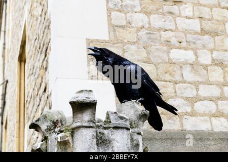 Un corvo nero all'interno della Torre di Londra a Londra, Inghilterra Foto Stock