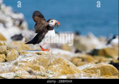 Sull'interno Farne una delle isole Farne al largo della costa del Northumberland pulcinelle dell'Atlantico Fratercola arctica - puffin individuale con anguille di sabbia in becco Foto Stock