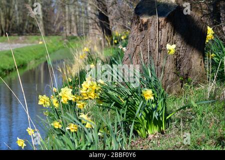 Vista ravvicinata dei narcisi gialli luminosi contro un ceppo di albero che cresce nella natura selvaggia lungo uno dei piccoli canali nell'area dei tulipani olandesi vicino a Liss Foto Stock