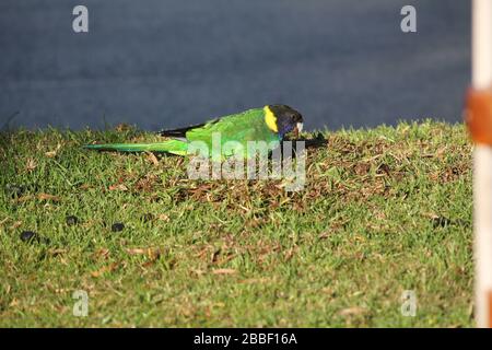 Pappagallo selvatico australiano girocollo, Danimarca, Australia Occidentale Foto Stock