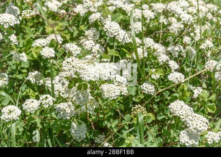 Bella sfondo floreale con fiori bianchi sul cespuglio di spirea selvatica (Spiraea) in un prato in montagna Foto Stock