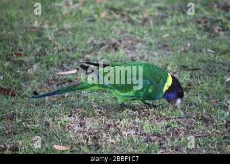 Pappagallo selvatico australiano girocollo, Danimarca, Australia Occidentale Foto Stock