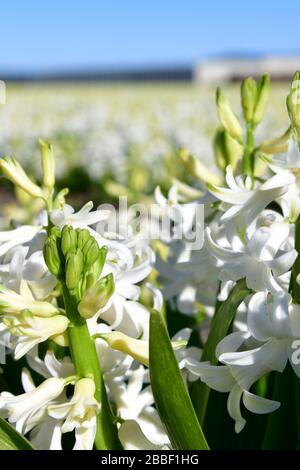 Vista ravvicinata di un giacinto bianco nel campo degli giacinti contro un cielo blu chiaro vicino alla città di Lisse nei Paesi Bassi Foto Stock