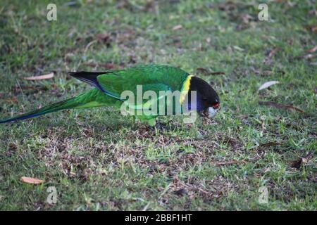 Pappagallo selvatico australiano girocollo, Danimarca, Australia Occidentale Foto Stock