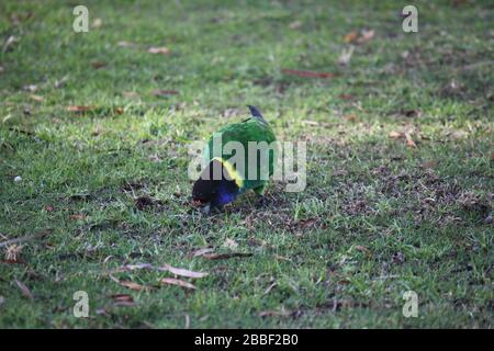 Pappagallo selvatico australiano girocollo, Danimarca, Australia Occidentale Foto Stock