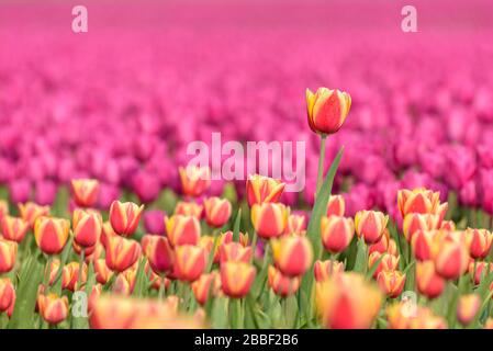 Un campo di tulipano in Olanda con un tulipano rosso giallo che cresce in alto sopra gli altri tulipani. Il singolo tulipano si distingue dagli altri contro un campo di p Foto Stock