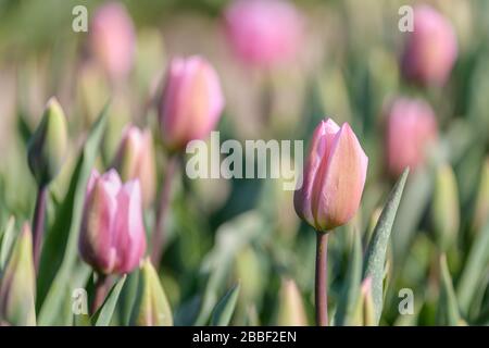 Un bel tulipano rosa sta cominciando a fiorire in un campo di tulipano durante la primavera in Olanda. Foto Stock