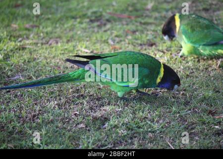 Pappagallo selvatico australiano girocollo, Danimarca, Australia Occidentale Foto Stock