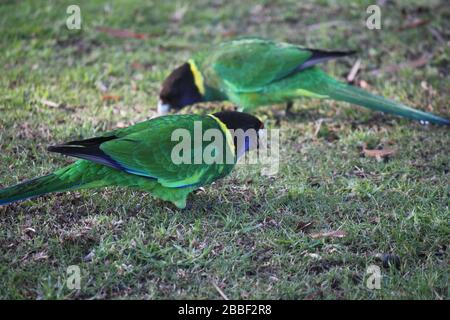 Pappagallo selvatico australiano girocollo, Danimarca, Australia Occidentale Foto Stock