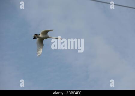 Swan che vola attraverso le linee elettriche Foto Stock