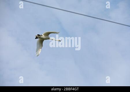 Swan che vola attraverso le linee elettriche Foto Stock