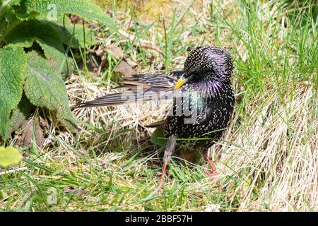 Killearn, Stirlingshire, Scozia, Regno Unito. 31st Mar, 2020. Durante il blocco del coronavirus c'è stato un aumento del numero di persone birdwatching dalle loro finestre e giardini, incoraggiati da iniziative come la "colazione Birdwatch" del RSPB. Nella foto di un giardino dello Stirlingshire oggi è un preening brillante dello Starling nel credito del sole: Kay Roxby/Alamy Live News Foto Stock