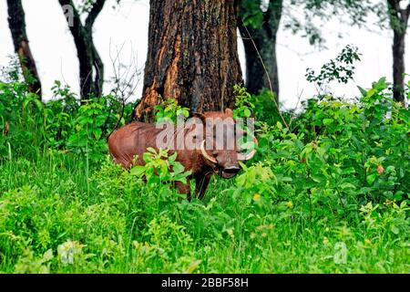 Grande maschio Warthog a Parco Naturale di Bartolomé, Eswatini (Swaziland) Foto Stock