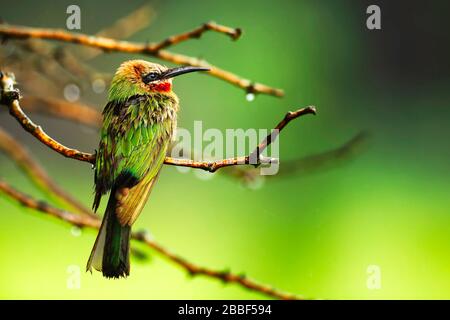 Bee-eater bianco-fronted sotto la pioggia nel santuario della fauna selvatica di Thomane, Eswatini (Swaziland)