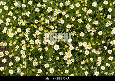 ci sono un sacco di margherite e una di esse è in piedi vicino alla telecamera. il centro della margherita è giallo brillante. rende perfetto daisy shot su erba. Foto Stock