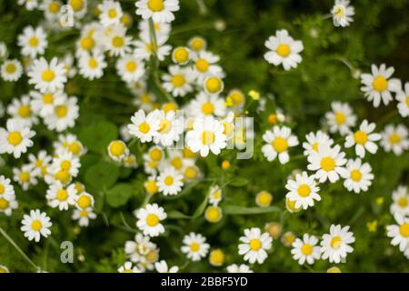 ci sono un sacco di margherite e una di esse è in piedi vicino alla telecamera. il centro della margherita è giallo brillante. rende perfetto daisy shot su erba. Foto Stock