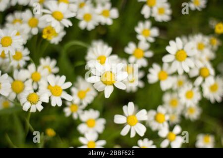 ci sono un sacco di margherite e una di esse è in piedi vicino alla telecamera. il centro della margherita è giallo brillante. rende perfetto daisy shot su erba. Foto Stock