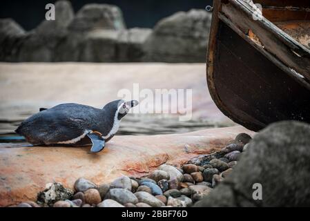 Penguin sta in piedi la sua terra Foto Stock