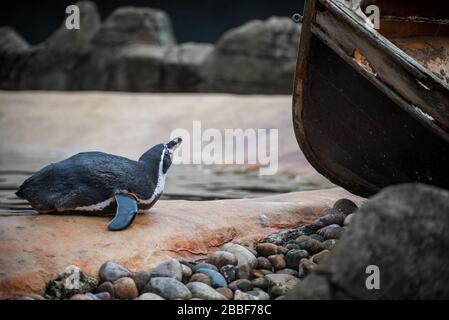 Penguin sta in piedi la sua terra Foto Stock