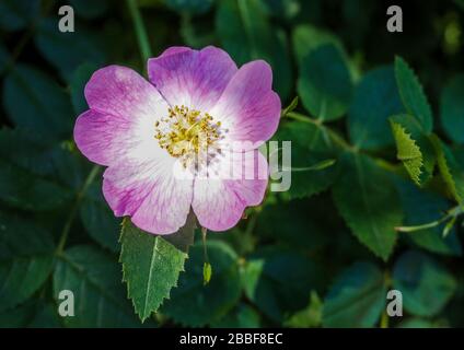 Primo piano di un rosa fiore rosa selvaggio con foglie verdi sullo sfondo. Foto Stock