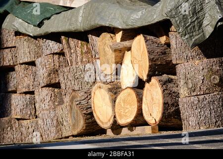 Pila di tronchi di alberi tagliati con foglio di plastica contro la pioggia sulla parte superiore giacente in un'entrata del garage. Visto in Germania nel mese di marzo. Foto Stock