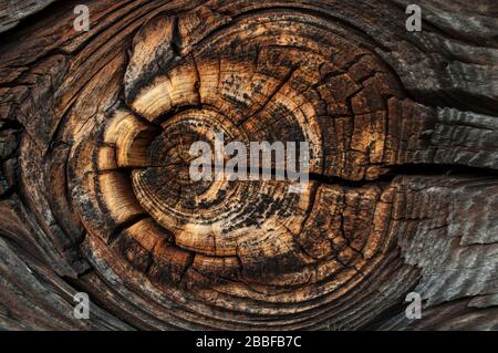 parti di un vecchio muro di legno marrone scuro con un nodo giallo brillante e resina da vicino Foto Stock