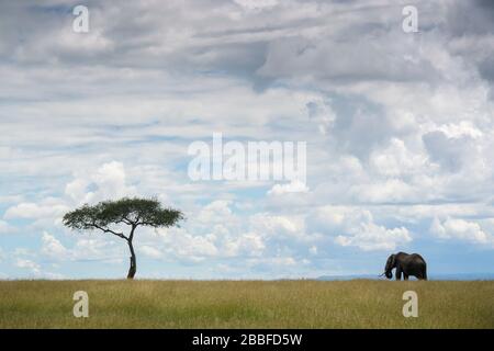 Elefante africano (Loxodonta africana) bolla su prateria aperta con singolo albero di acacia e stormnubi, Masai Mara National Reserve, Kenya Foto Stock