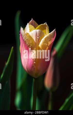 Delicate Pinks and Yellows of a Single Tulip with Water Droplets on Petals Foto Stock