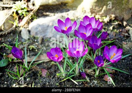 gruppo di crocuses su uno sfondo di pietre Foto Stock