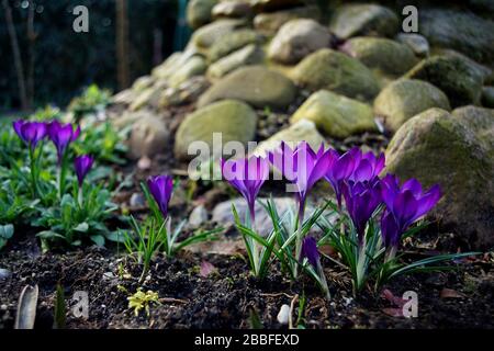 gruppo di crocuses su uno sfondo di pietre Foto Stock