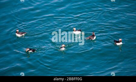 Puffins che si nutrono a Skomer Island, Pembrokeshire, Galles del Sud Foto Stock