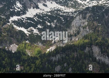 Particolare di foresta mista decidua e conifere in primavera con parte di piste da sci sul monte Sandling, Altaussee, Salzkammergut, Austria Foto Stock
