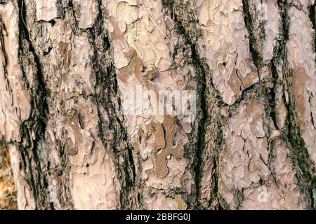 Sfondo foto dettagliato di una corteccia di albero Foto Stock