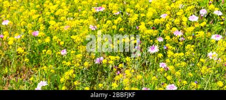 giallo e viola campo di fiori selvatici estate o striscione sfondo Foto Stock