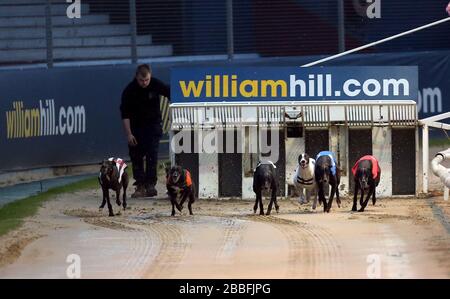 Shaneboy Alley (n.6 strisce bianche e nere), Young Golden (n.5 arancione), Holborn Junior (n.4 nero), Fire Height Spec (n.3 bianco), Knockglass Billy (n.2 blu) e Money Talks (n.1 rosso) escono dalle trappole durante il William Hill Greyhound Derby 2nd Round Heat 13 Foto Stock