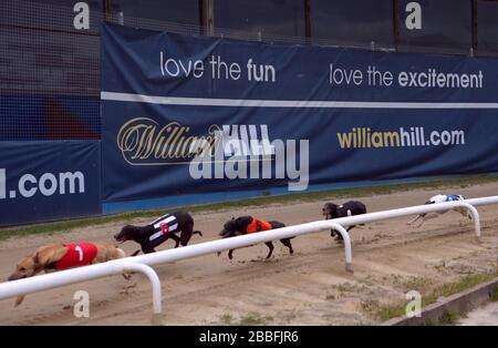 William Hill branding come Stonepark Crash (no.1 rosso) conduce presto nel William Hill Greyhound Derby 2nd Round Heat 9 Foto Stock
