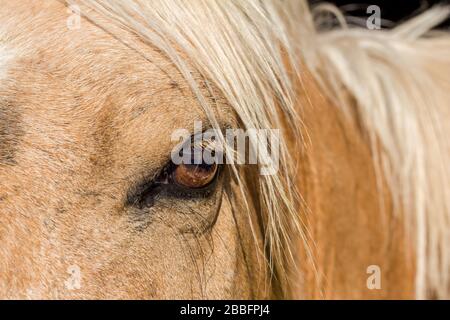 Occhio di un cavallo di castagno con bella manina bionda sulla palpebra Foto Stock