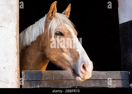 Bellissimo cavallo di castagno che si affaccia sul portone di stalla al mattino - ritratto di Palomino Foto Stock