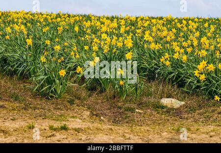 Campo di Daffodils in pieno fiore Foto Stock