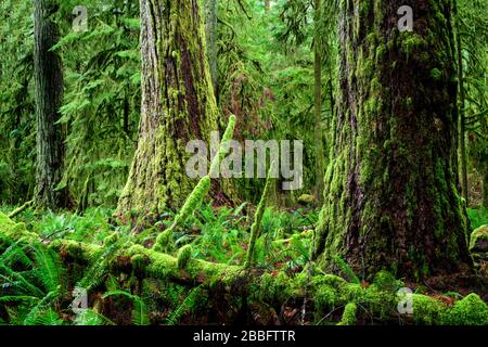 Douglas Trees, Pseudotsuga menziesii, al MacMillan Provincial Park (Cathedral Grove), Port Alberni, Vancouver Island, BC, Canada Foto Stock