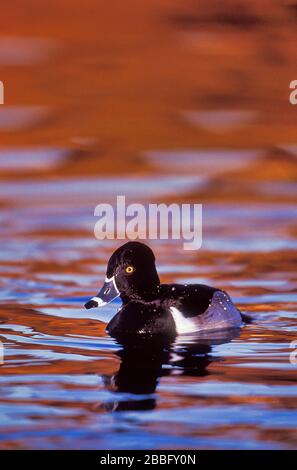 Anatre con collo ad anello, Aythya collaris, Santee Lakes, California, USA, adulto maschio da allevamento piumaggio Foto Stock