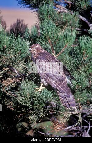 Northern Goshawk, Accipter gentilis, Boulder, Colorado, Stati Uniti Foto Stock