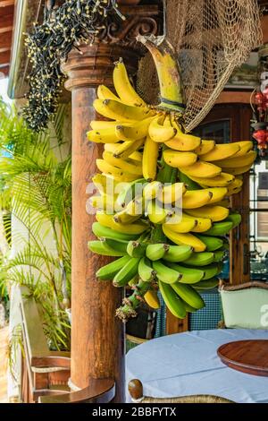 Sotto il soffitto del ristorante, sotto un baldacchino all'ombra, si trova un mazzo di banane mature. Foto Stock